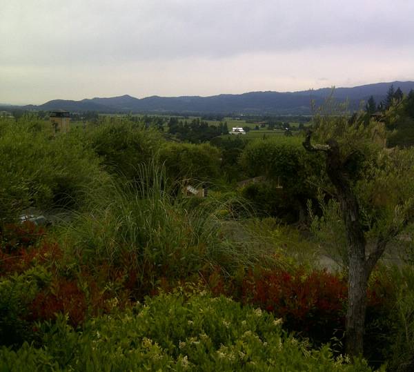 A Napa Valley view