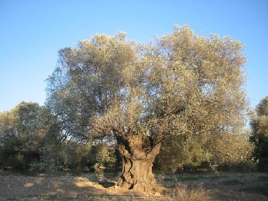 Age old Olive tree