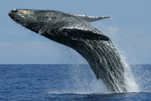 whale_watching_BIG